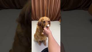 [Cui Hua's Story] Jin Mao: How can dogs be treated differently?😡😡😡# Dog# Golden Hair# Funny Cute