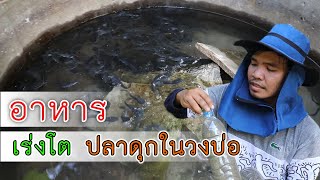 เลี้ยงปลาดุก ในวงบ่อซีเมนต์ เร่งให้โตเร็วใช้อาหารอะไร | อีสานร่มเย็น