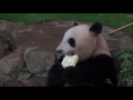 【ねばり勝ち♪】優浜、おねだりでたけのこゲット♪【パンダ】　giant panda yuhin