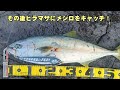 【爆釣】冬のショアジギング！隠岐の島で大型青物のブリ・ヒラマサを狙う！