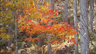 西ウレ峠　四季の郷の紅葉