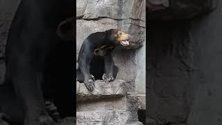 おはようございマーサ　 #天王寺動物園 #minnanotennojizoo #マレーグマ　23.7.8 09:43