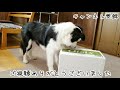 破壊魔ボーダーコリー子犬