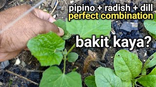 Understanding the Basics ng Companion Planting  - Paano ginagawa ang Companion Planting