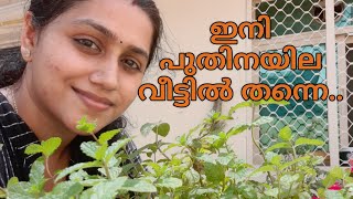 How to grow mint at home/കടയിൽ നിന്നും വാങ്ങുന്ന പുതിന തണ്ടിൽ നിന്നും എങ്ങിനെ പുതിന ചെടി ഉണ്ടാക്കാം