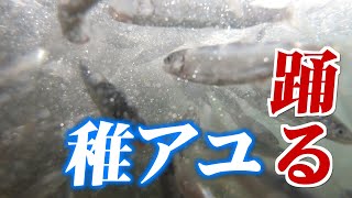 【水中映像】稚鮎、稚鮎、稚鮎が躍る　輝く銀の風物詩(2022年4月20日)