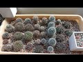 И снова КАКТУСЫ 🌵Распаковка новеньких🤗💕