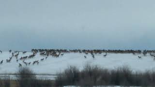 Huge Herd of Elk on the Hartsel Springs Ranch near South Park, Colorado