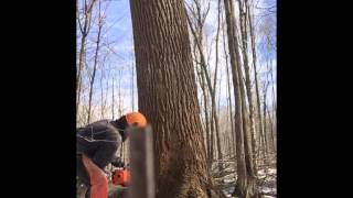 February 1st 2016 logging, big tulip poplar!