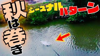 【バス釣り】必見！！秋バスを短時間で釣るならコレがオススメ！【連発】