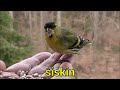 鳥 名前と音 英語で鳥の種類を学ぶ