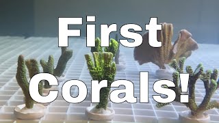 4000 Litre Saltwater Tank Mega Build | FIRST CORALS - Part 9