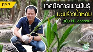 การเพาะพันธุ์มะพร้าวน้ำหอม NC coconut Farm EP.07