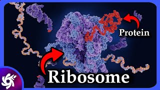 Ribosome in 4 Minutes - (structure and functions)