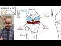 anatomy of the knee joint