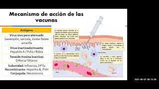 Actualización vacunas Sars CoV 2