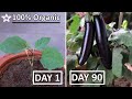 100% ORGANIC ways to Grow Eggplant in Container [90 DAYS Update]