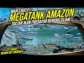 HIDDEN GEM!!! MEGA TANK IKAN PREDATOR AMAZON GANAS BERGIGI TAJAM!!!