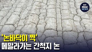 '논바닥이 쩍' 메말라가는 간척지 논 (뉴스투데이 2022.7.13 광주MBC)