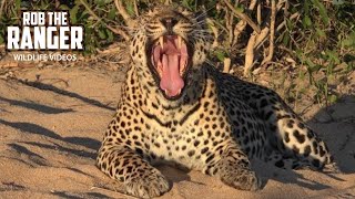 Leopard's Mighty Roar