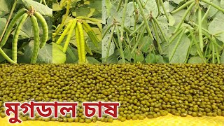 মুগডাল চাষ। গ্ৰীন মুগডাল চাষ - আমি যেভাবে করেছি। how to grow Mung beans!