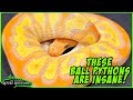 AMAZING EUROPEAN BALL PYTHON MORPHS!