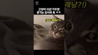 고양이 10년 키우면 생기는 집사의 촉