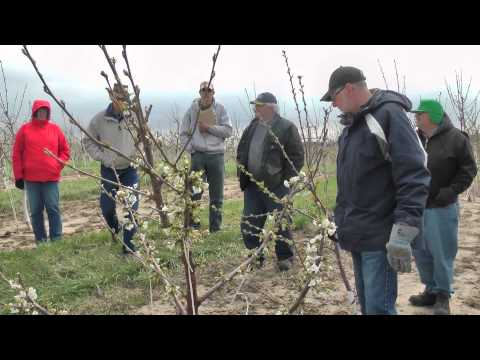 Pruning young spindle Gisela cherry trees Pruning young spindle Gisela cherry trees