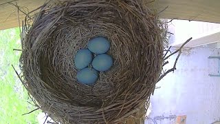 Robin Bird Eggs in Nest Hatching to Fledging Time Lapse