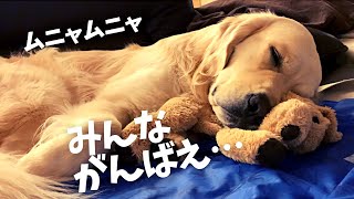 【ゴールデンレトリバー】静かに闘う秋の1日 #北海道 #コール家 #goldenretriever