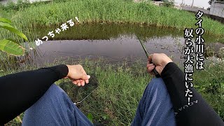 タイの小川で小物釣りをしてみたら、まるで釣り堀のように○○が入れ食いだった！