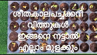 ശീതകാല പച്ചക്കറി വിത്തുകൾ നടേണ്ട വിധം | Sowing seeds in Potting Tray | Cauliflower Cabbage Carrot |