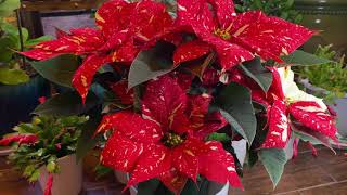 Đầu tuần đi Lowe’s mua được cây trạng nguyên (poinsettia)tuyệt đẹp,giá rẻ.Cách chăm sóc cây .