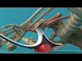 How to Release the Iliacus Muscle - A glimpse inside the body, and the Hip Hook in Action!