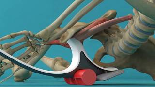 How to Release the Iliacus Muscle - A glimpse inside the body, and the Hip Hook in Action!