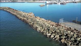 Sealions have taken over the inner breakwater Jan 9th 2025