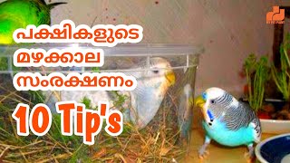 10 Tips: പക്ഷികളുടെ മഴക്കാല സംരക്ഷണം | Birds Rainy Season Care | ️in Malayalam | MY PET PLANT