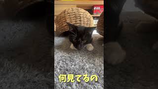 【猫動画】子猫生後292日　カゴからカゴへ可愛い移動２連発！にょろにょろドッカン！猫の楽しい遊び方　#cat #かわいい子猫 #保護猫