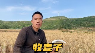 小麦熟了，实拍沂蒙山区收麦子全过程，这种原始收麦很多人没见过【独行侠小浪】