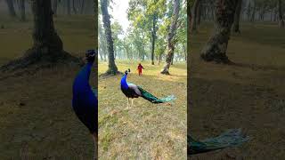 Winchester peacock 🦚 so cute #viral #peacock #vtr #mor #trending #dean #vtrwildtv