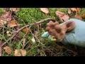 เห็ดอะไรเก็บม่วนเก็บเพลิน ก่อนปิดฤดูกาล mushrooms before snow falls mushroom nature เห็ดดำ