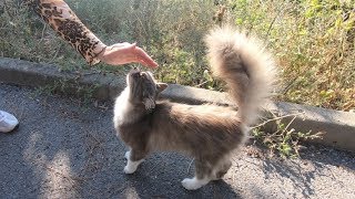 Cat with squirrel's tail washing her face after eating