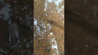 | നാടൻ തെളളി/ചെമ്മീൻ | Chemmeen | prawn fishing | #fishing #malayalam