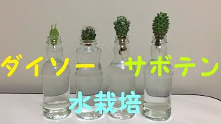 【ＤＡＩＳＯ】　ダイソー　サボテン　水栽培　根が生えて成長してるのもあれば、根腐れしてしまったのもあります。　観葉植物