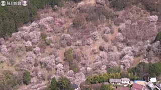 「一目千本」ピンクに染まる吉野山　桜見ごろ迎え　奈良