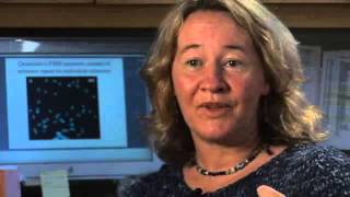 2006 Albert Lasker Basic Medical Research Award - What is a Telomere?