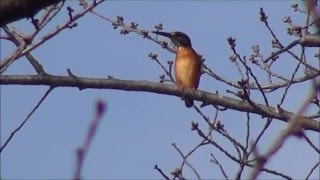 太田ヶ谷沼の魅力