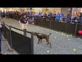 mitchell international airport s first tsa explosive detection dog retires