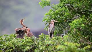 紫鷺育雛 Purple Heron Brooding