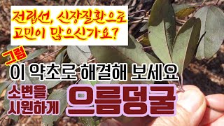 전립선 신장질환으로 고민이신가요? 으름덩굴효능 으름열매효능 으름나무효능 전립성 신장질환에 탁월한 한국산바나나 으름